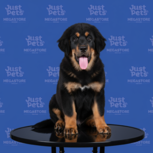 Tibetan Mastiff