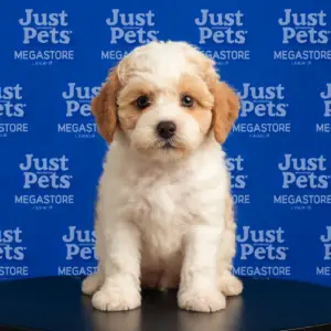 Toy Poodle