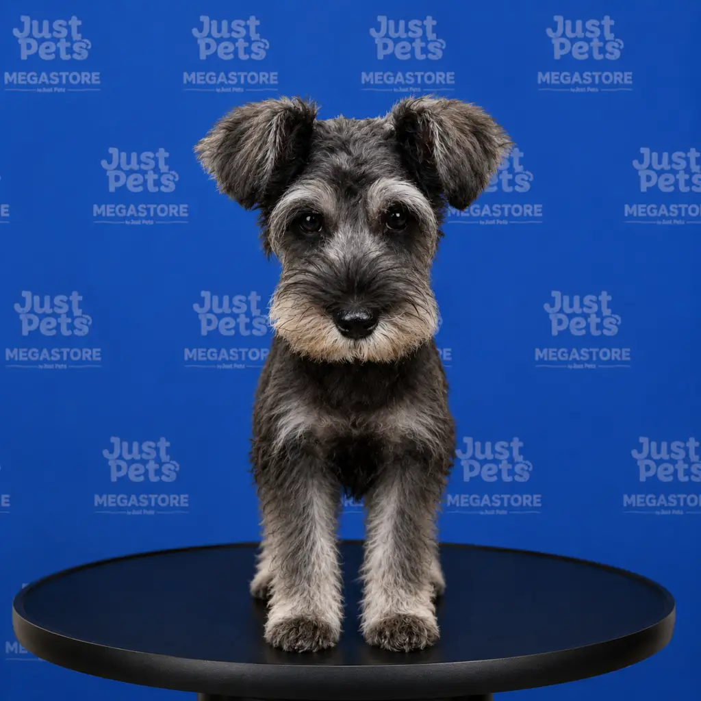 Schnauzer