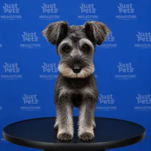 Schnauzer