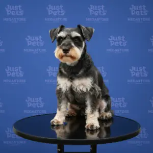 Schnauzer