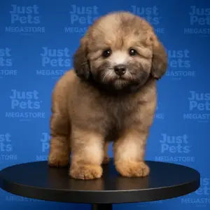 Toy Poodle