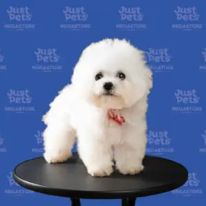 Mini Bichon Import