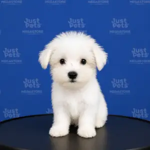 Schnauzer