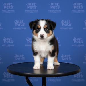 Border Collie Tricolor