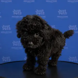 Miniature Poodle