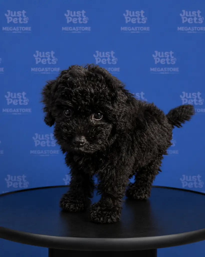 Miniature Poodle