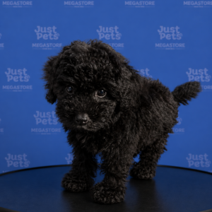 Toy Poodle
