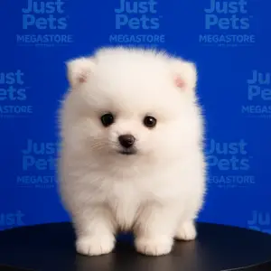 Pomeranian