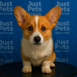 Corgi