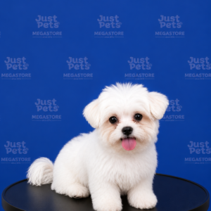 Maltese