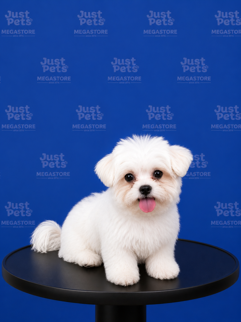 Maltese