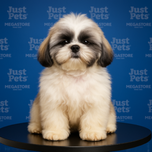 Shih Tzu