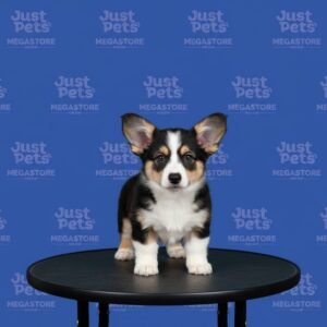 Corgi