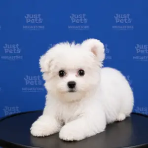 Bichon