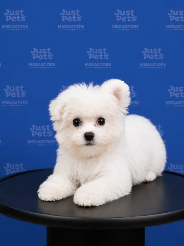 Bichon