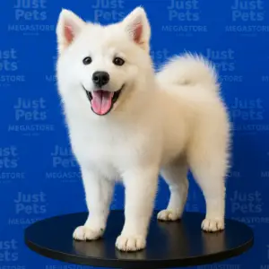 Samoyed