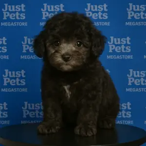 Poodle
