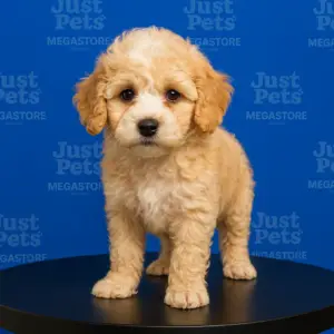 Toy Poodle
