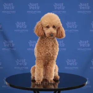 Miniature Poodle