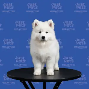 Samoyed