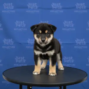 Shiba Inu