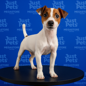 Jack Rusell Terrier