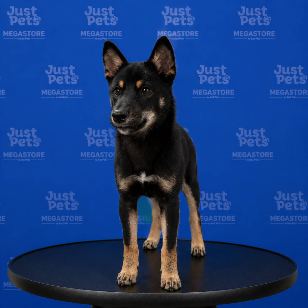 Shiba Inu
