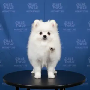 Pomeranian