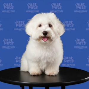 Coton de Tulear Import