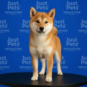 Shiba Inu