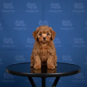 Tiny Poodle
