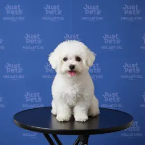 Korean Lineage Mini Bichon