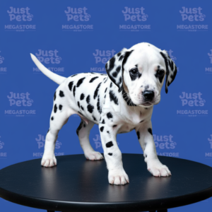 Dalmation
