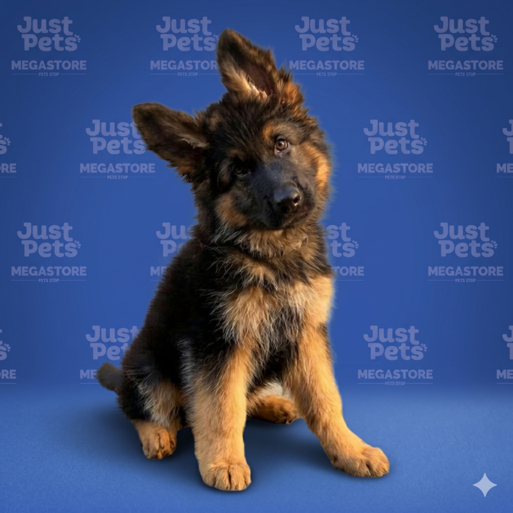 German Shepherd